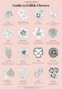 Guide To Edible Flowers