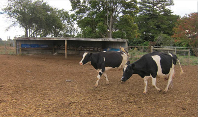 animal, nutrition, supplements