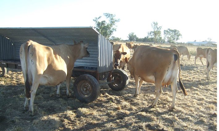 Animal, nutrition, Animal nutrition